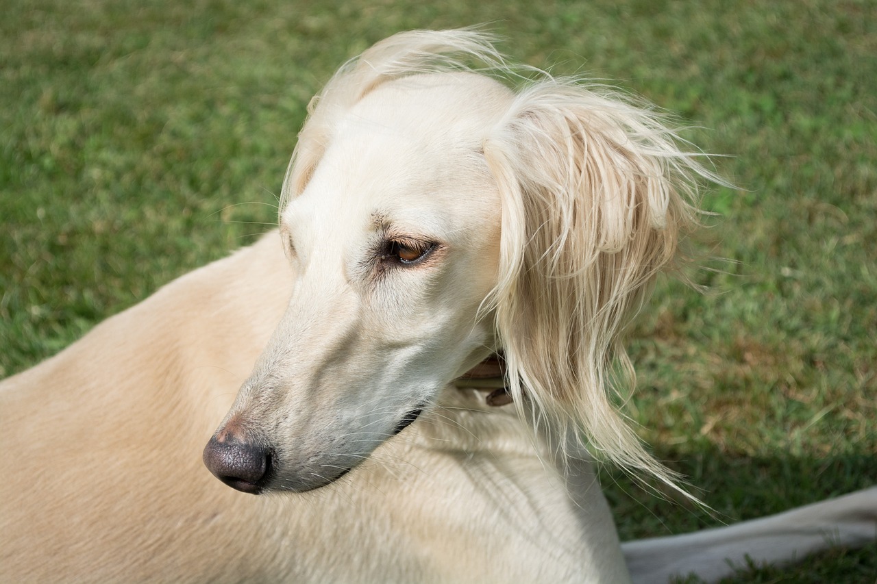 The Gentle Nature of the Saluki